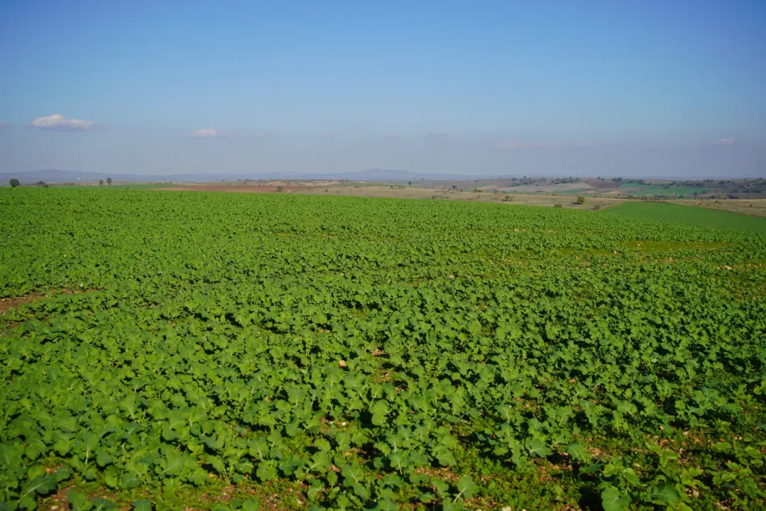 Edirne'de son dönemdeki yağışlar kanola üreticisini sevindirdi