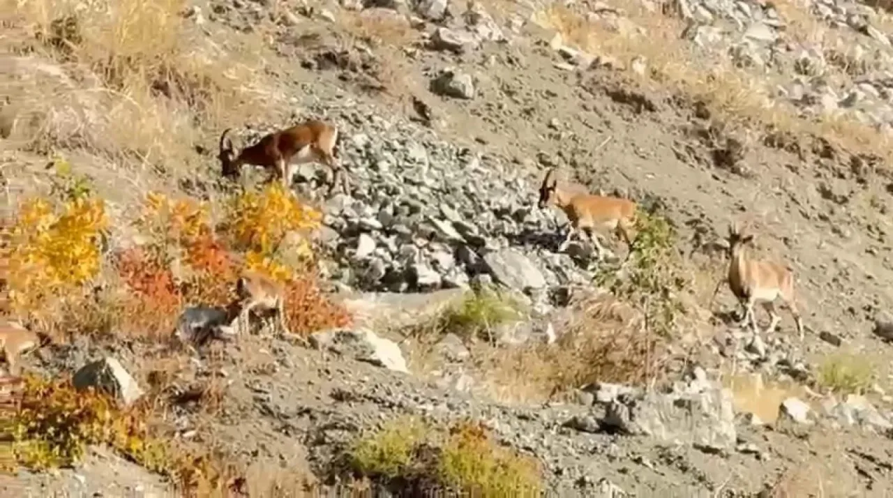 Elazığ’da dağ keçileri sürü halinde görüntülendi
