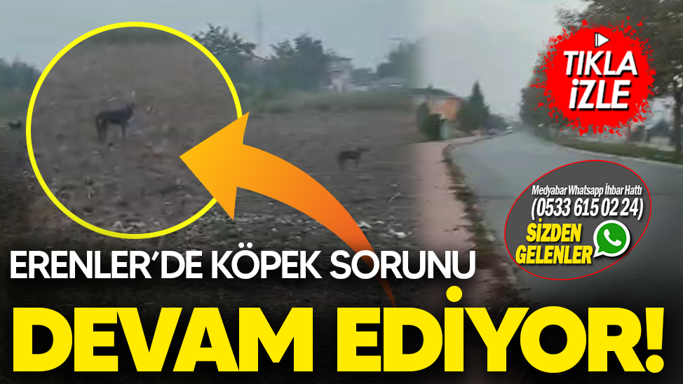 Erenler'de köpek sorunu devam ediyor!