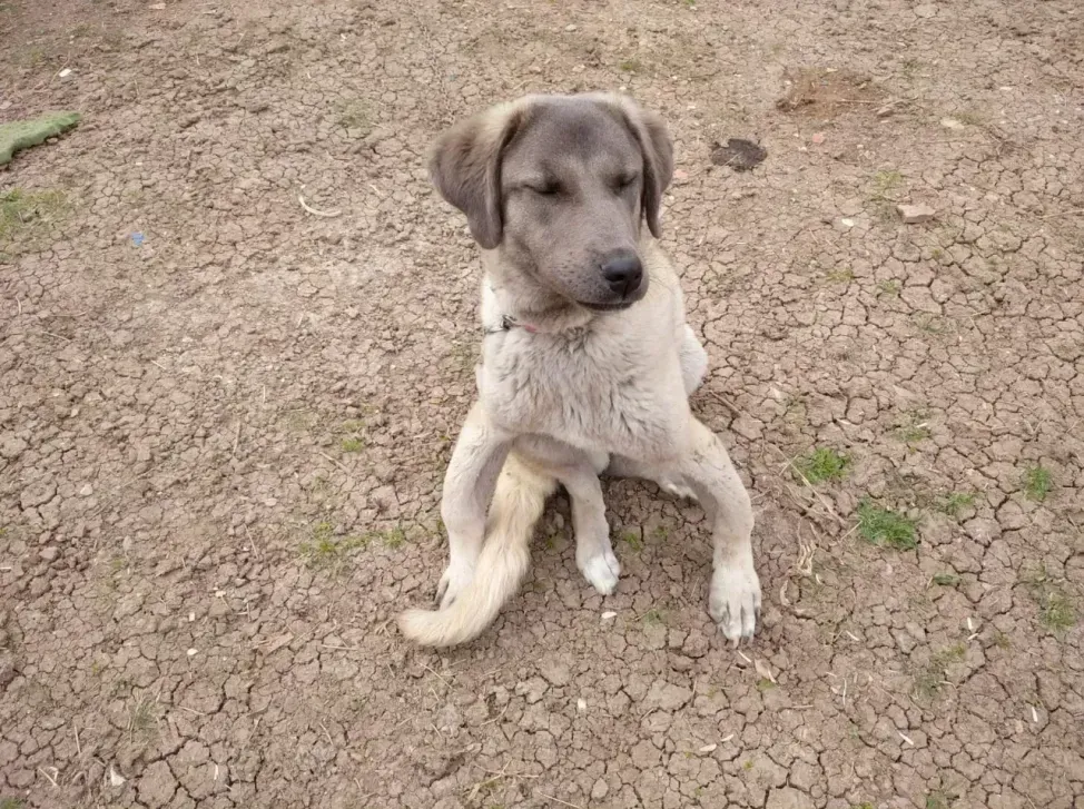 Evcil hayvanlarda raşitizm hastalığı