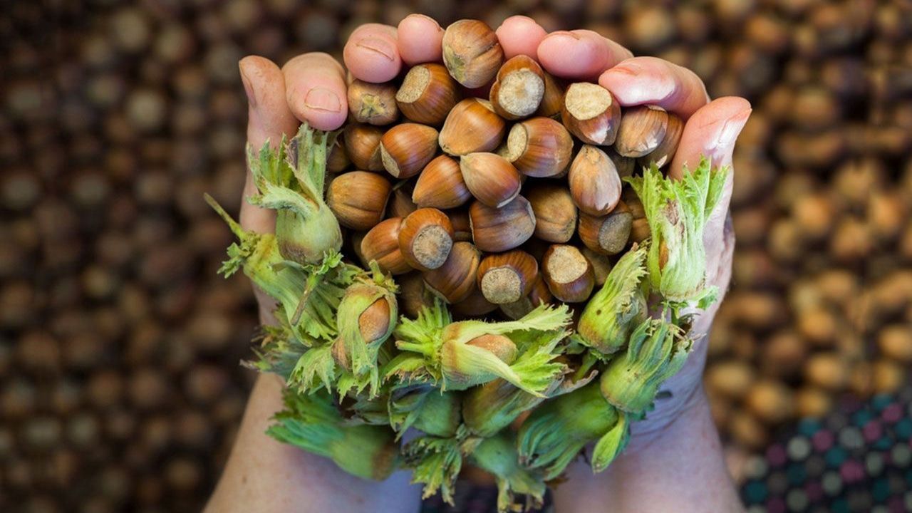 Fındığı satmadan önce bu haberi mutlaka okuyun!