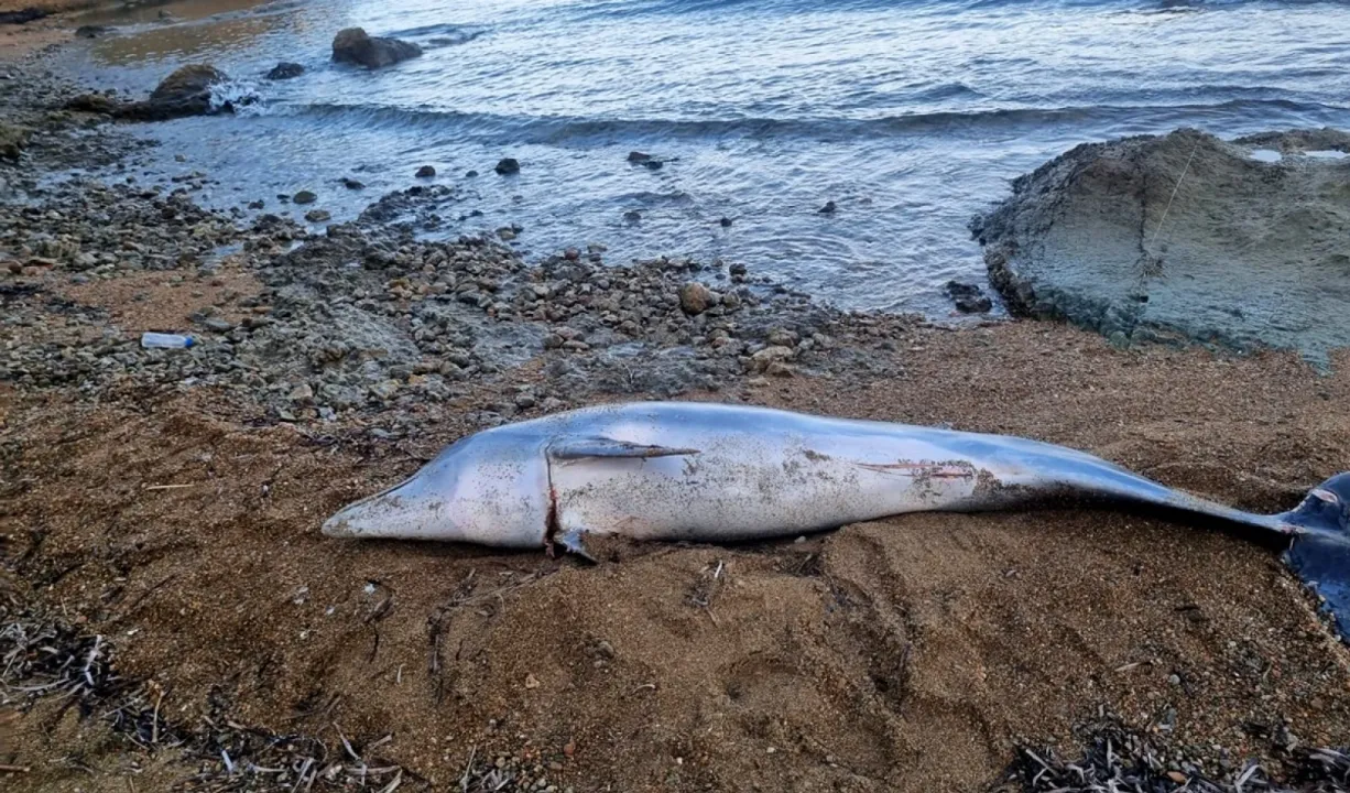 Gelibolu'da ölü bir yunus sahile vurdu