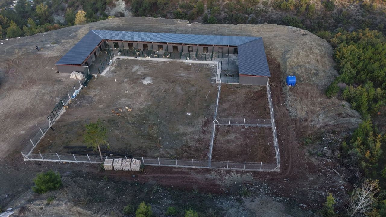 Geyve Belediyesi'nin sokak hayvanları barınağında sona doğru...