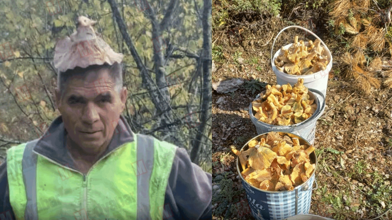 Geyve’de Kanlıca bereketi: Mantarlar kovalarla toplanıyor