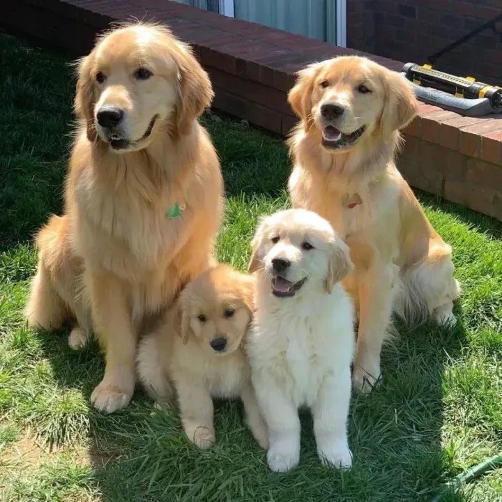 Golden retrieverlar ve insanlar genetik olarak duygularını paylaşıyor
