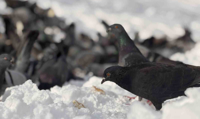 Güvercinleri yemleyen vatandaş yürekleri ısıttı