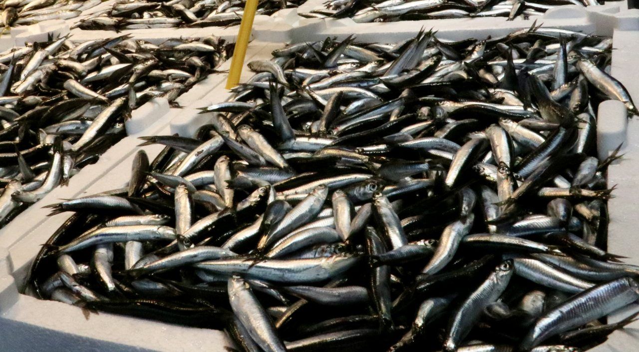 Hamsi ihracatı rekora koşuyor: 11 ayda 14,4 milyon dolar