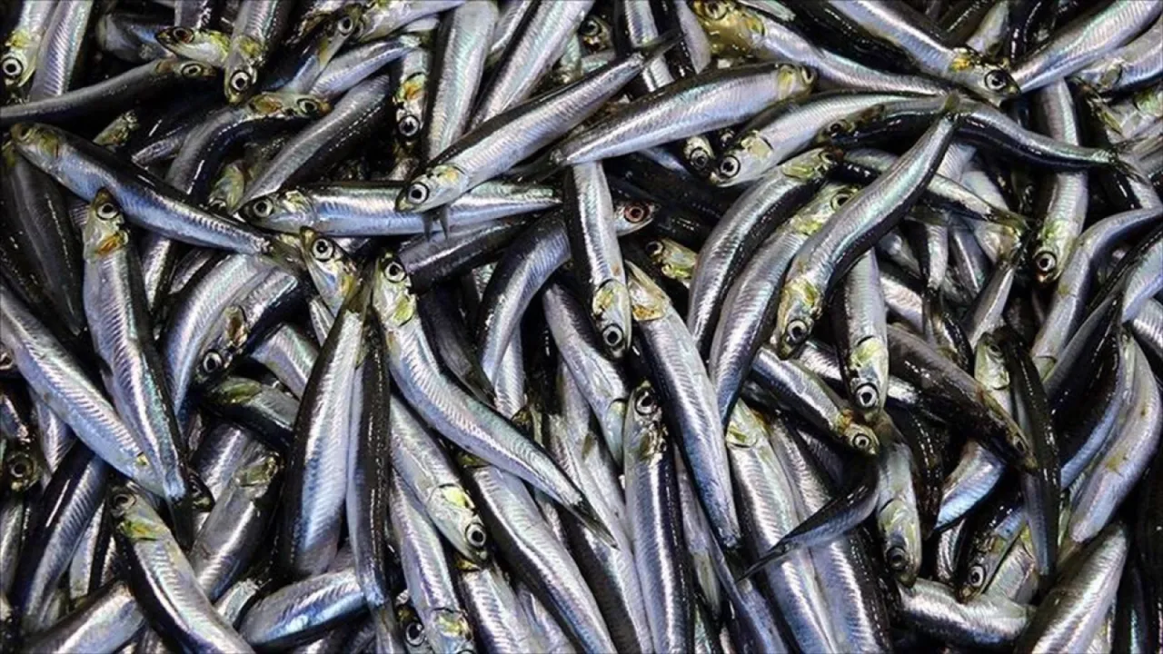 Hamsi tahtını geri aldı: Palamut satışta çakıldı