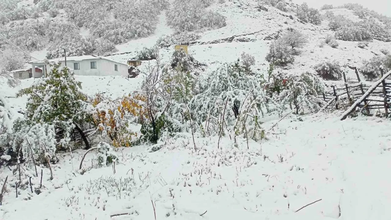 Hasadı yapılmayan ceviz kar altında kaldı