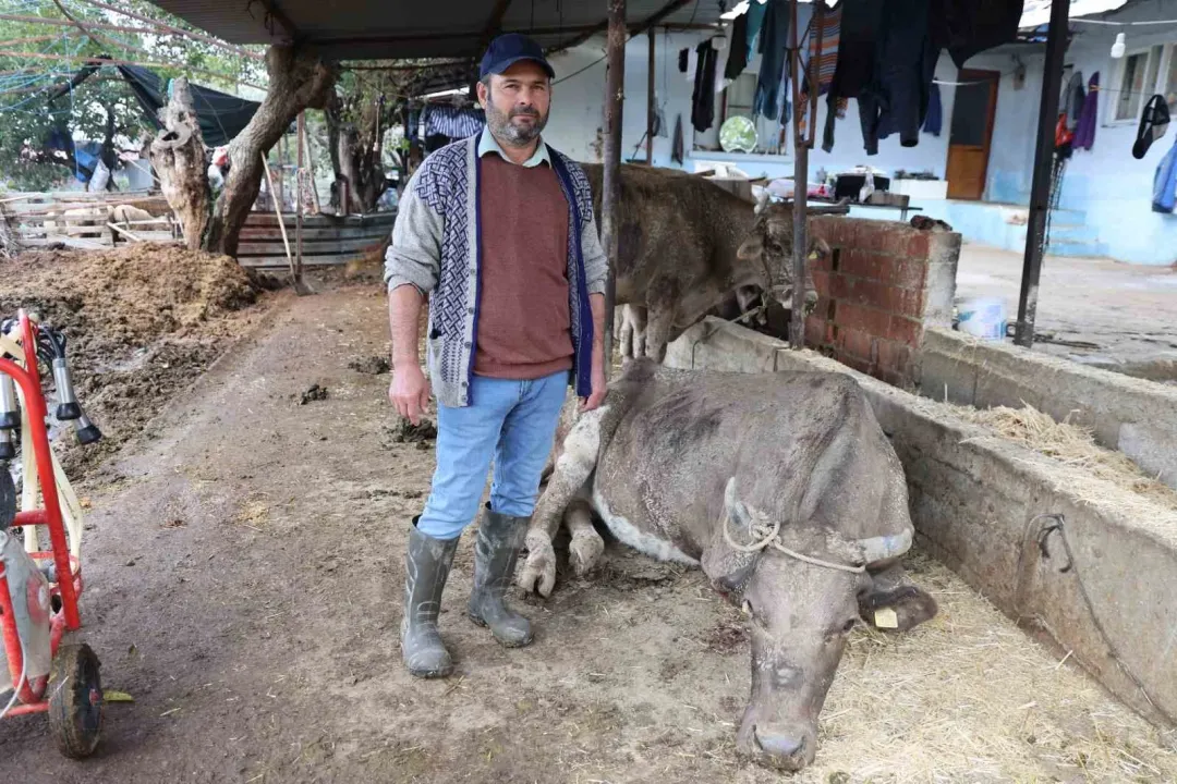 Hayvanları sele kapılan Aktaş: "Adam boyu sel geldi"