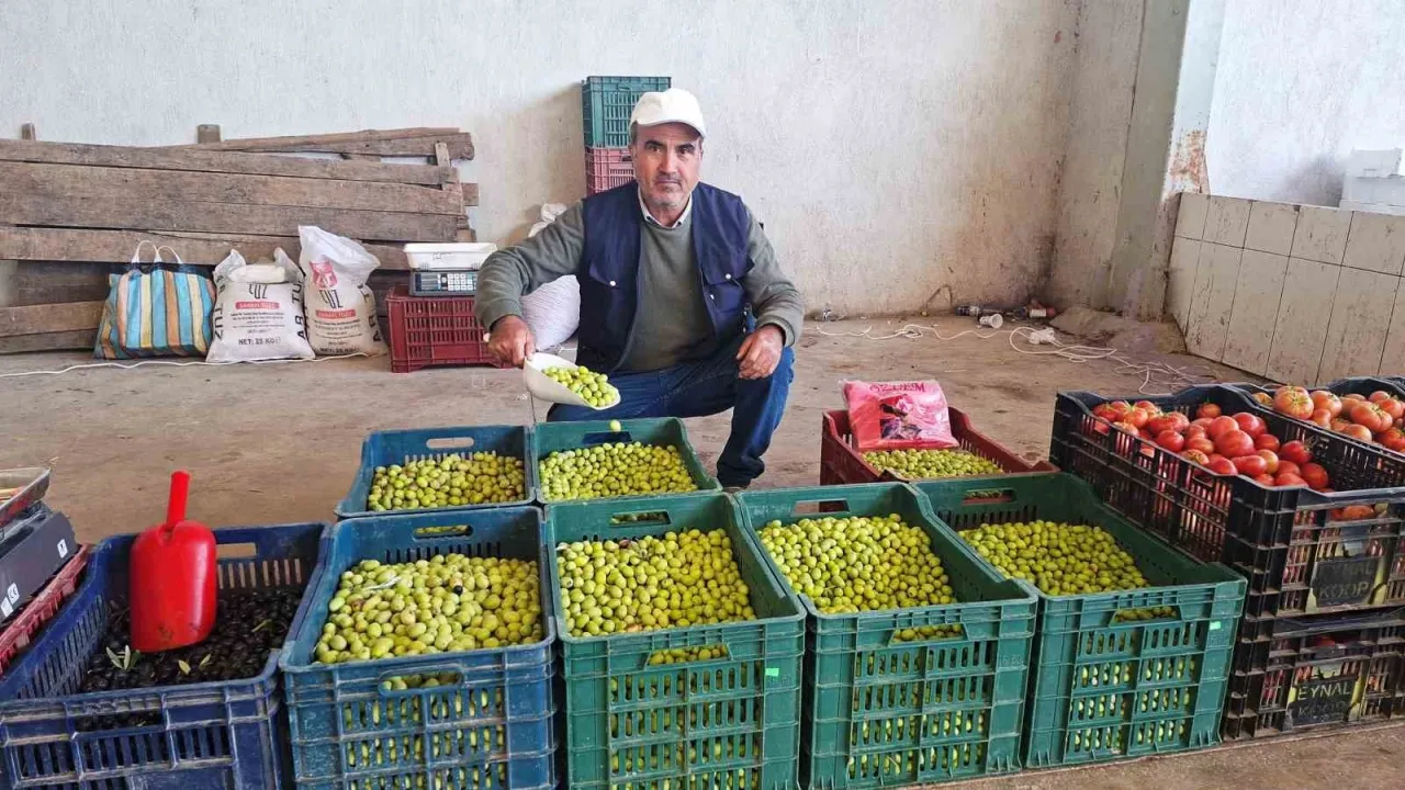Hisarcık’ta salamura zeytin yapımı yaygınlaştı