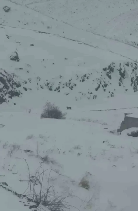 Iğdır’da aç kalan 3 vaşak köye indi