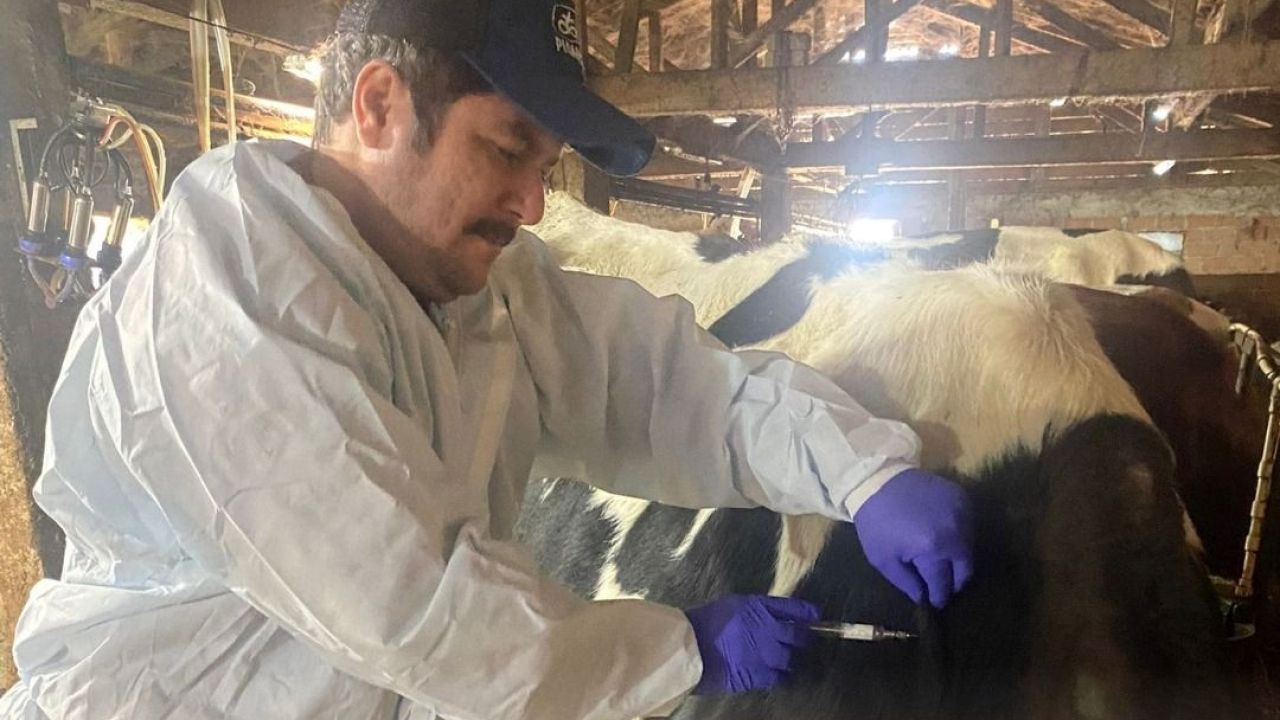 İl genelinde hayvanlara şap ve brucella aşılaması yapılıyor