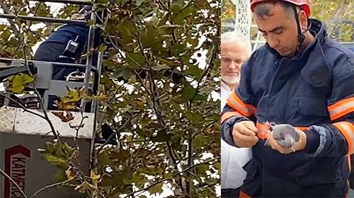 İmamın dikkati İtfaiyenin gayreti Güvercini kurtardı