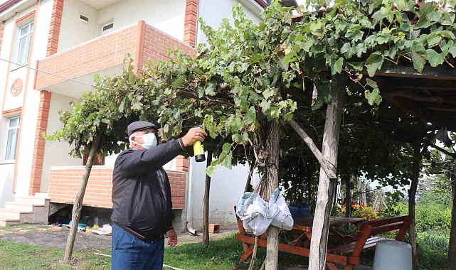 Kahverengi kokarca böceği toruna hasret bıraktı: "Böcekler olmasa gelecekler ama korkuyorlar"