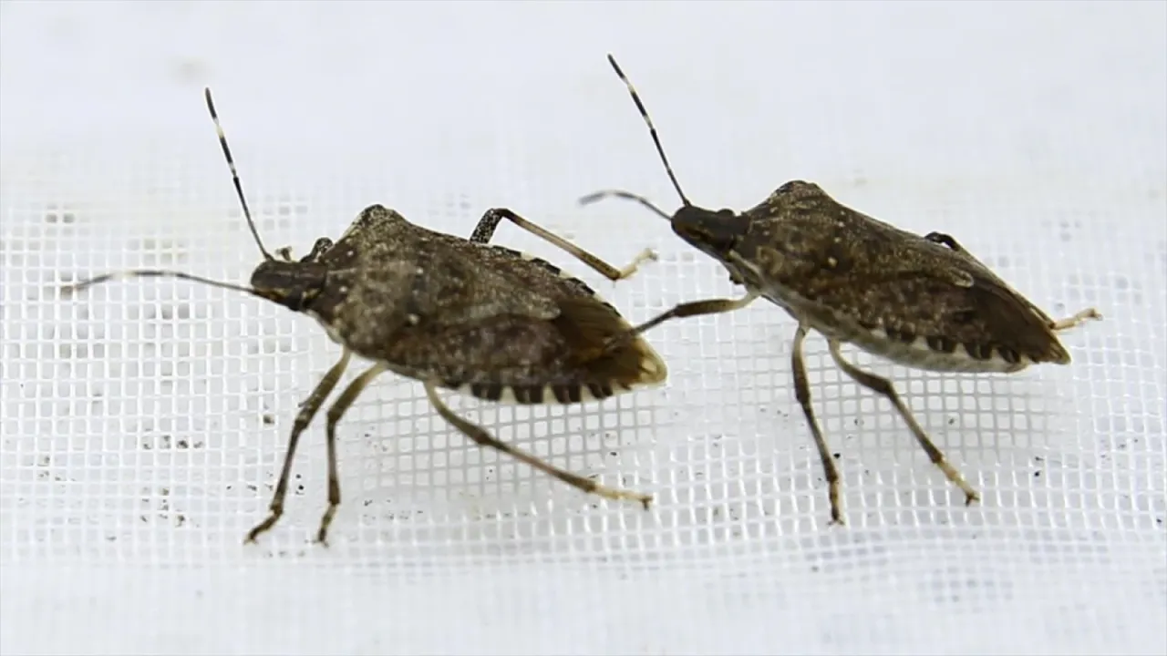 Kahverengi kokarcanın kışlaklarda yok edilmesi biyolojik mücadeleye katkı verebilir