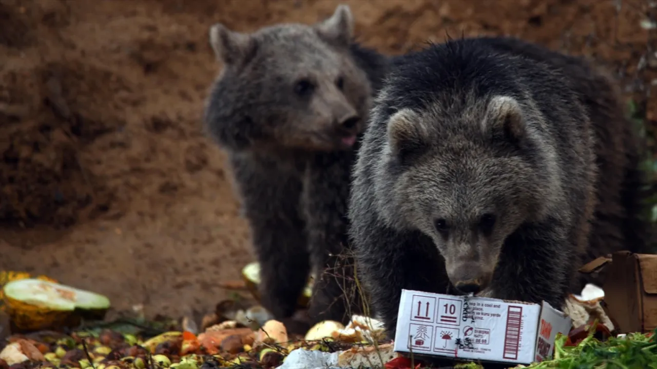 Kara yolu kenarını mesken edinen ayı yavrularını bölge sakinleri besliyor