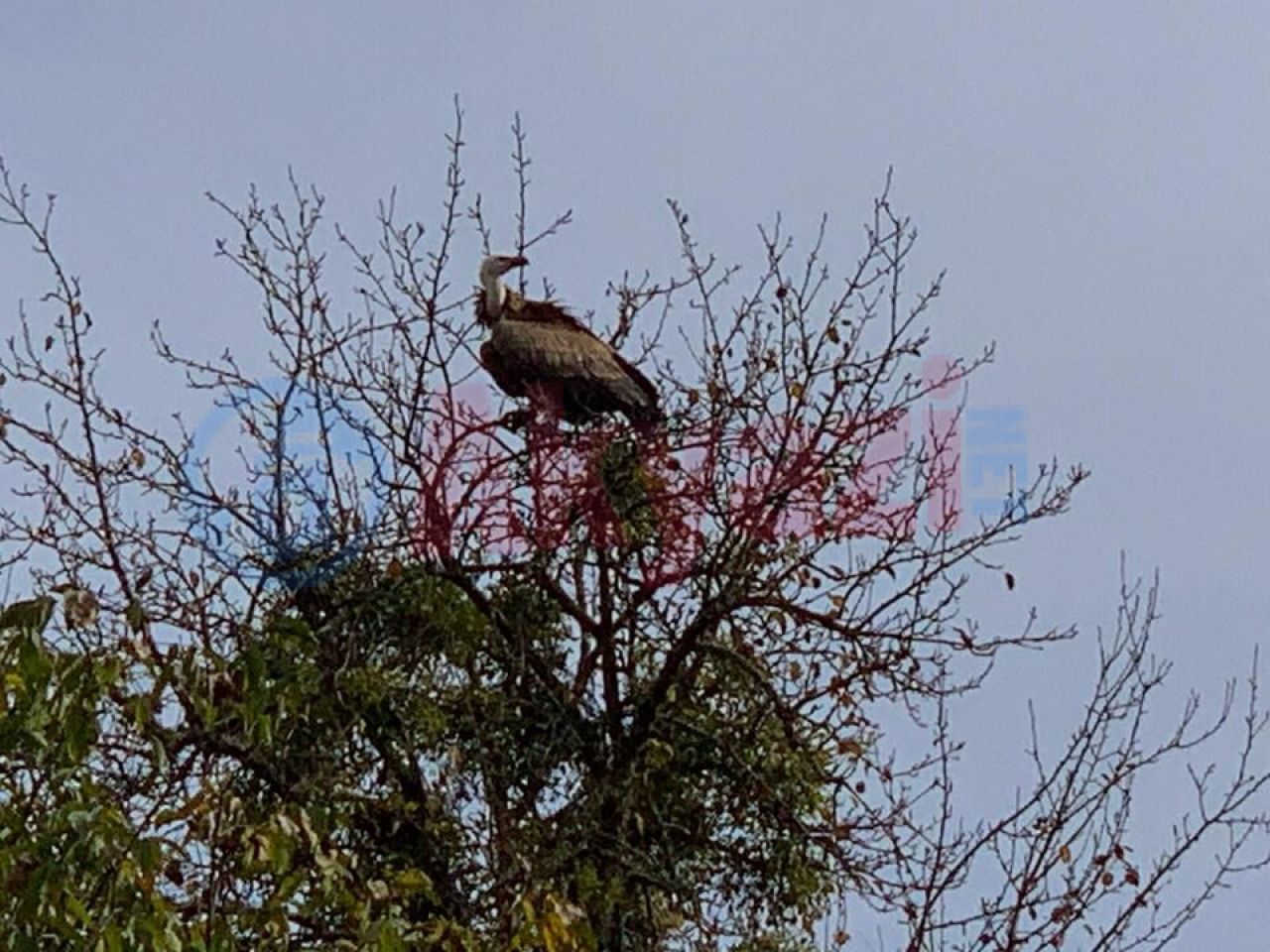 Karapürçek'te Akbaba görüldü! Vatandaş şaşkınlık yaşadı