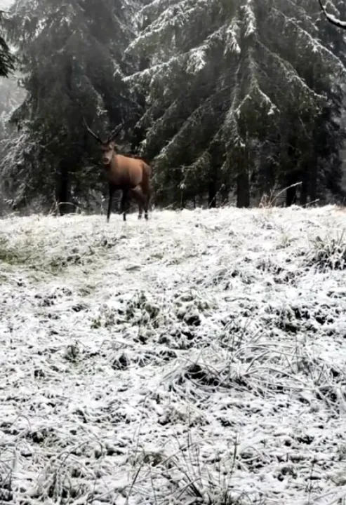 Karla kaplı ormanda kızılgeyik görüntülendi