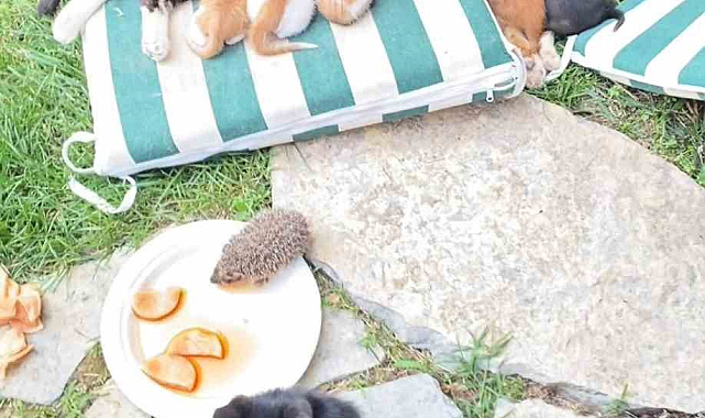 Kedi ve kirpilerin "süt kardeşliği"