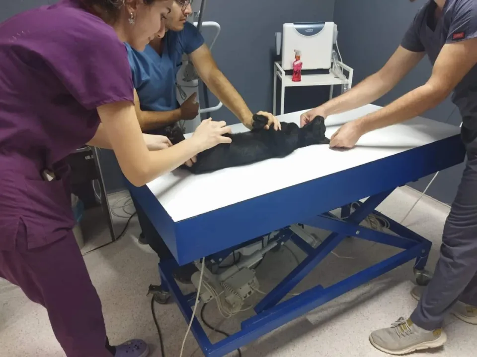 Kedileri av tüfeği ile öldürdüğü iddia edilen komşu için hapis istemi