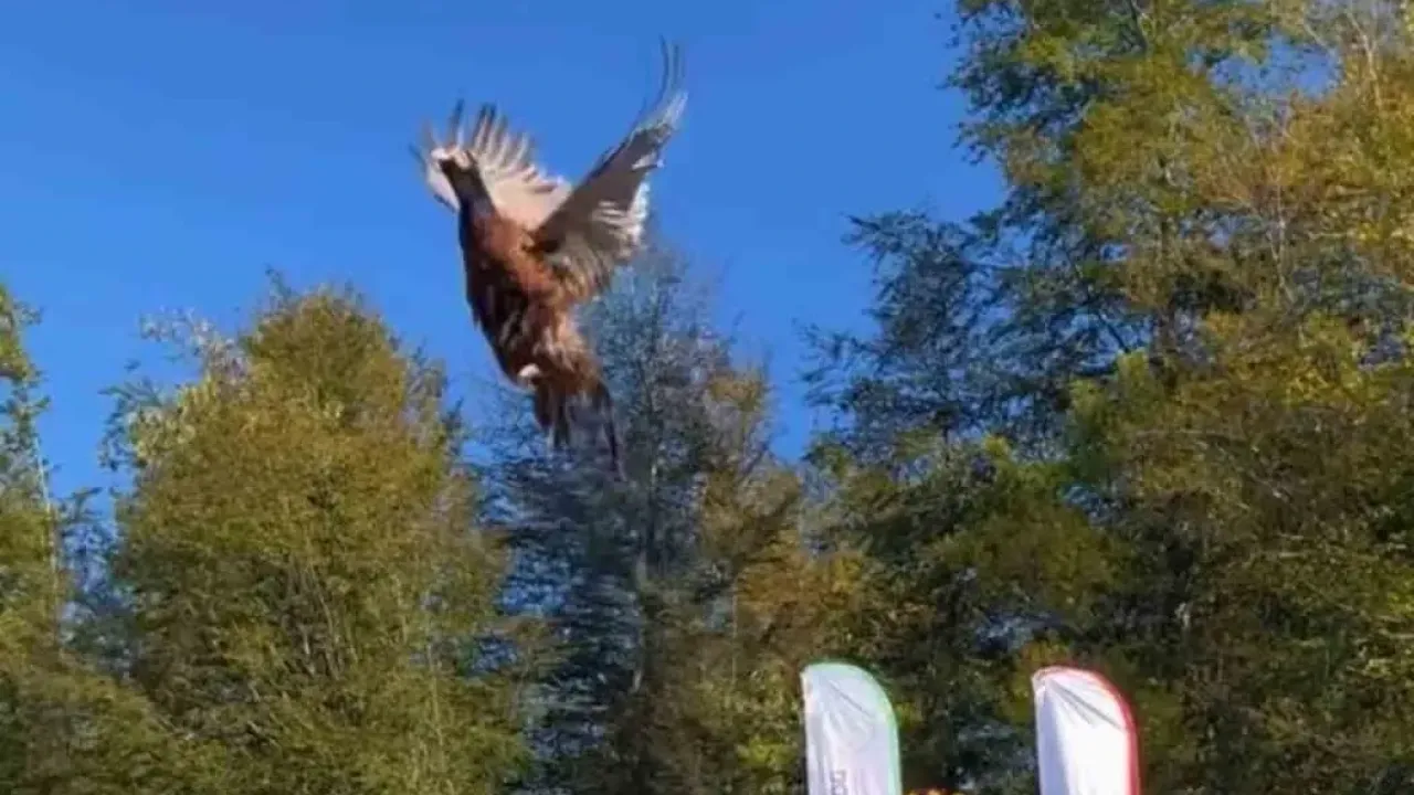 Kokarca istilasına karşı 250 sülün doğaya salındı