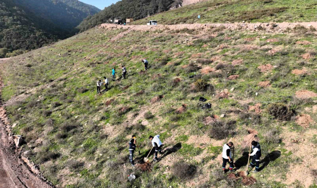 Körfez'e 3 bin 300 Toros sediri dikilecek