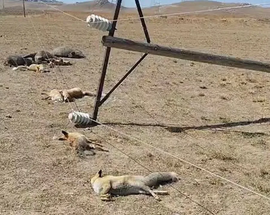 Korkunç manzara: Düşen enerji hattı yaban hayvanlarını öldürdü