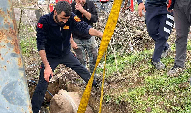 Kuyuya düşen ineği itfaiye kurtardı