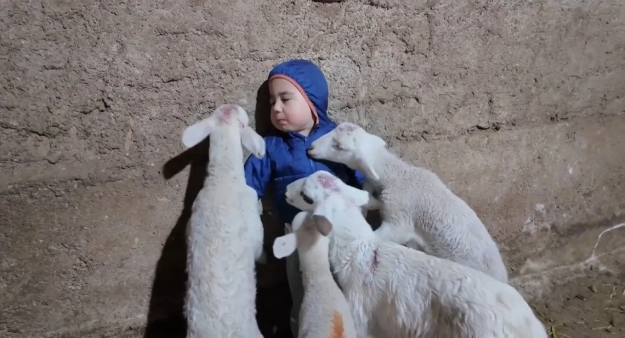Kuzuların arasında kalan minik Yusuf’un tatlı halleri gülümsetti