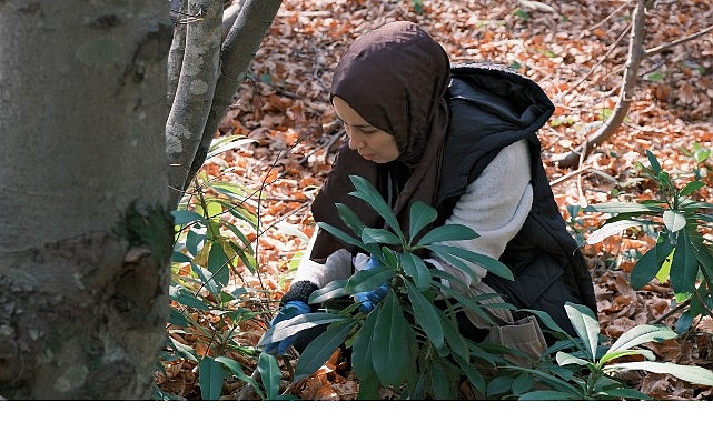 Kuzuyayla'da mantarların gizemli dünyası keşfedildi