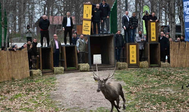 Kuzuyayla'nın GPS'li geyikleri