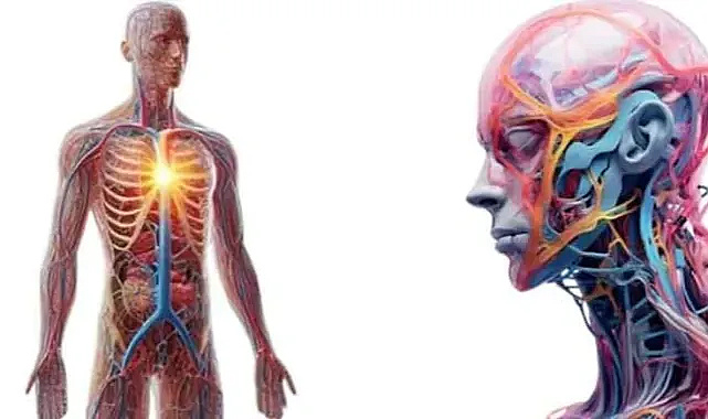 Lenf Sisteminiz Yavaşlarsa Beyin Fonksiyonları Çöküyor!