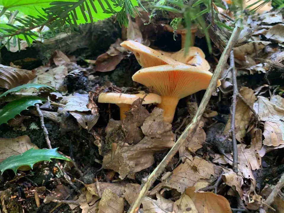 Mantar sezonu başladı: Uzmanlardan zehirlenme uyarısı!