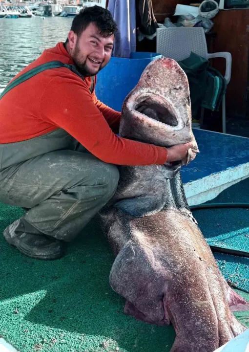 Marmara'da 4 metre uzunluğunda köpek balığı ağa takıldı