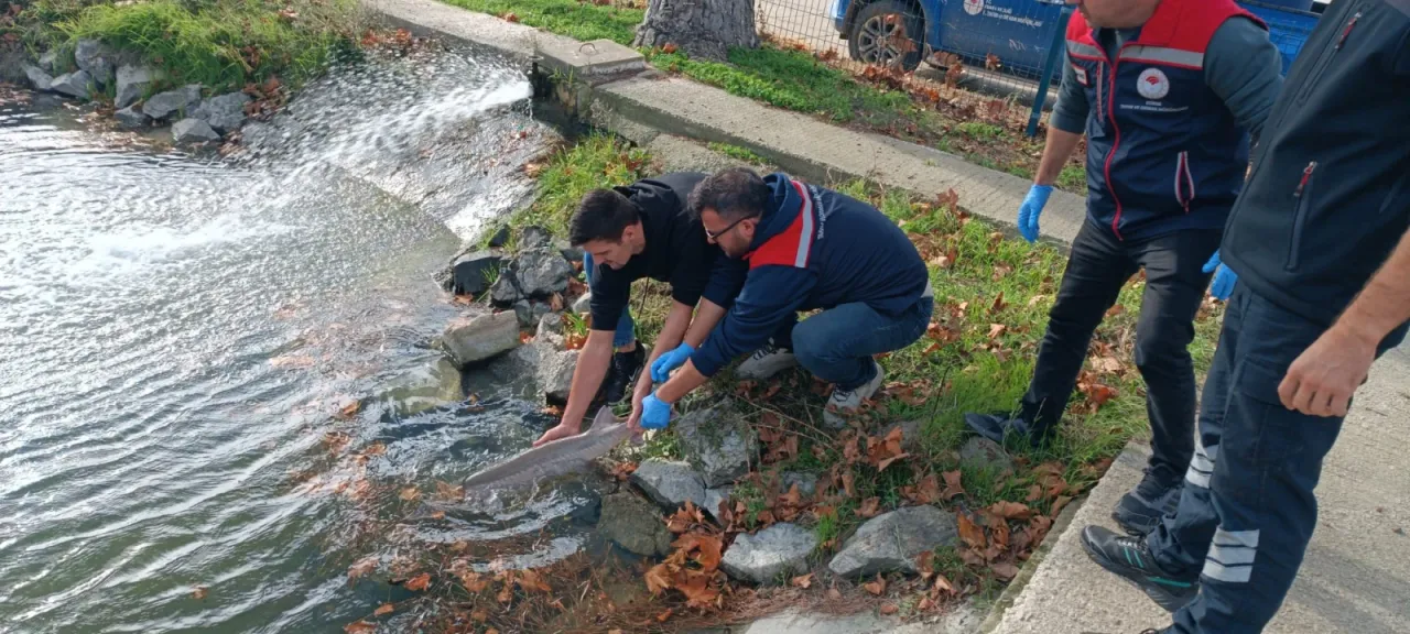 Meriç Nehri'nde yakalanan mersin balığı koruma altına alındı