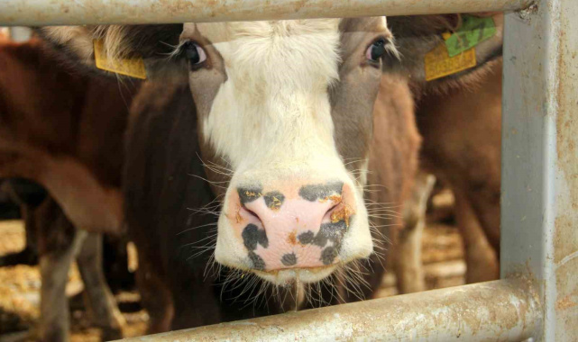 Mudurnu'da şap nedeniyle 18 köy ve 4 mahalle karantinaya alındı