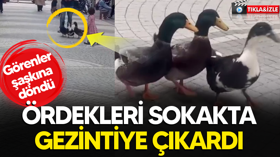 Ördekleri sokakta gezintiye çıkardı: Görenler şaşkına döndü