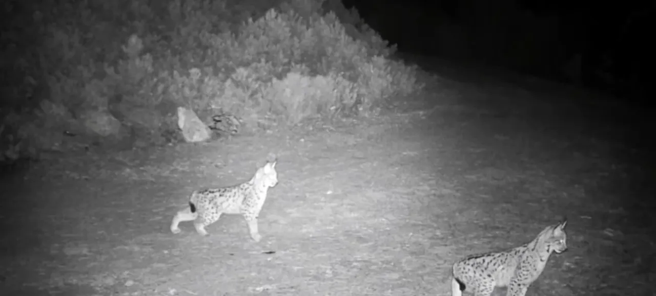 "Ormanın hayaleti" vaşak görüntülendi