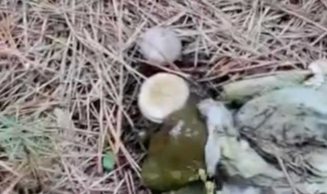 Ormanlık alanda çöp yığınları