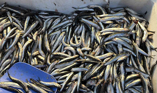 Palamut Gürcistan'a kaçınca tezgahlar hamsiyle doldu