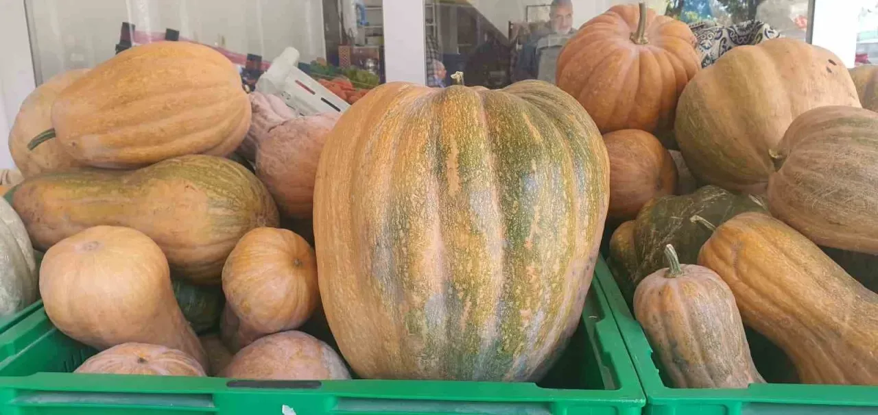 Palu’da ata tohumu kabaklar 35 kiloya ulaştı