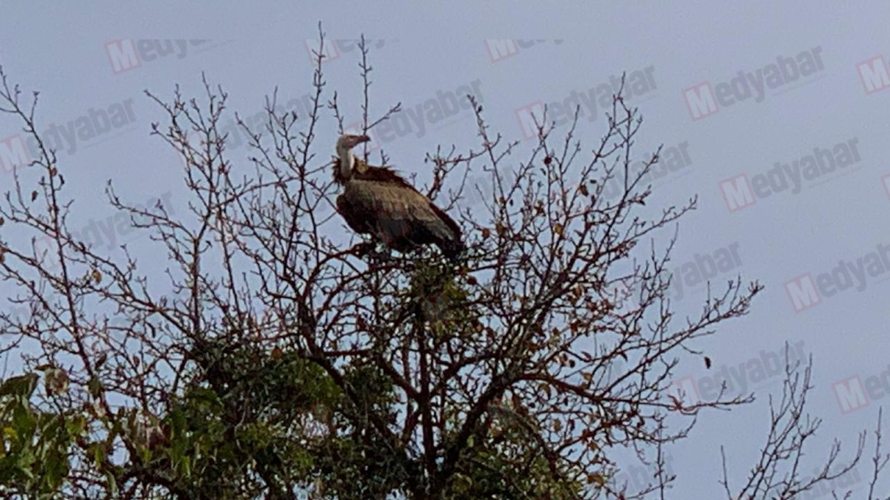 Sakarya’da Akbaba görüldü! Vatandaş şaşkınlık yaşadı