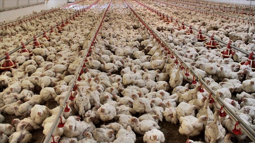 Sakarya'da çevreyi tehdit edecek tesis planı!