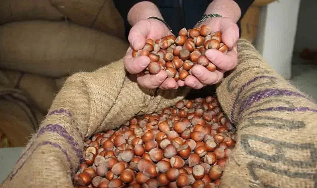 Sakarya’da Fındık Bugün Kaç TL?