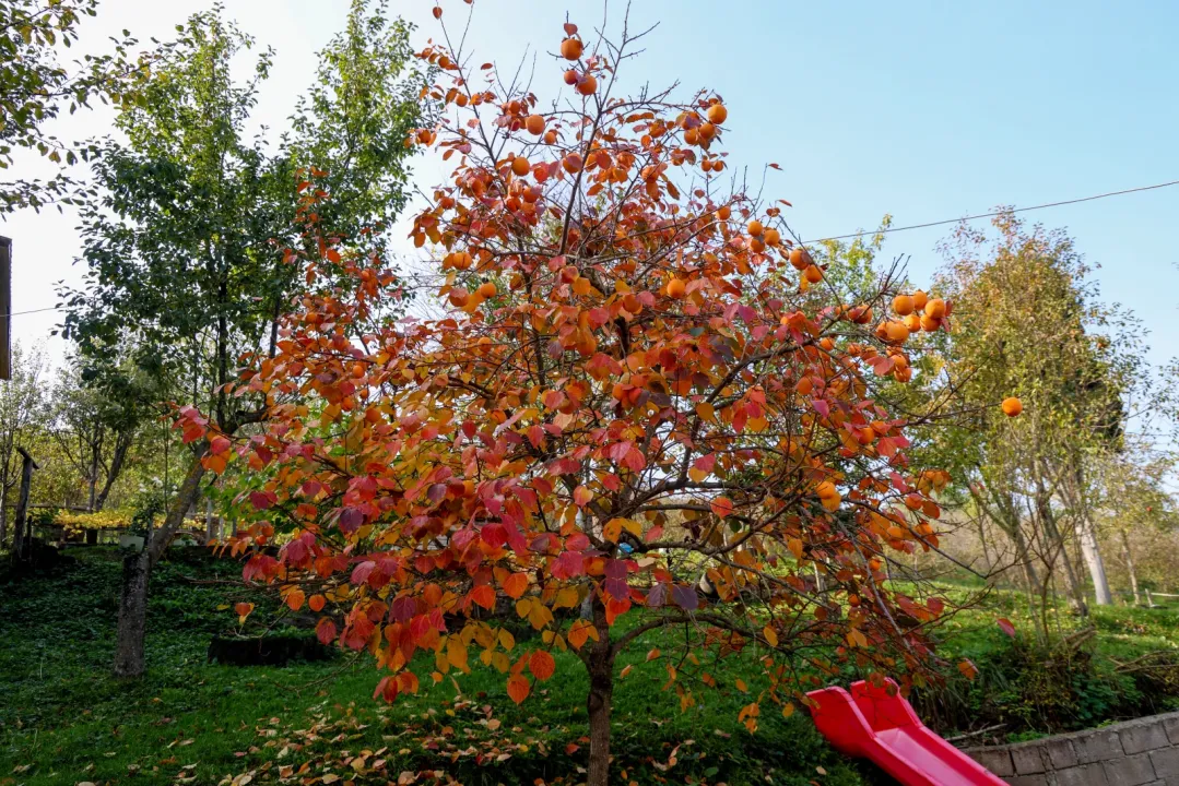 Sakarya'da kadınlar, tescilli cennet hurmasını kurutup satarak aile bütçesine katkı sağlıyor