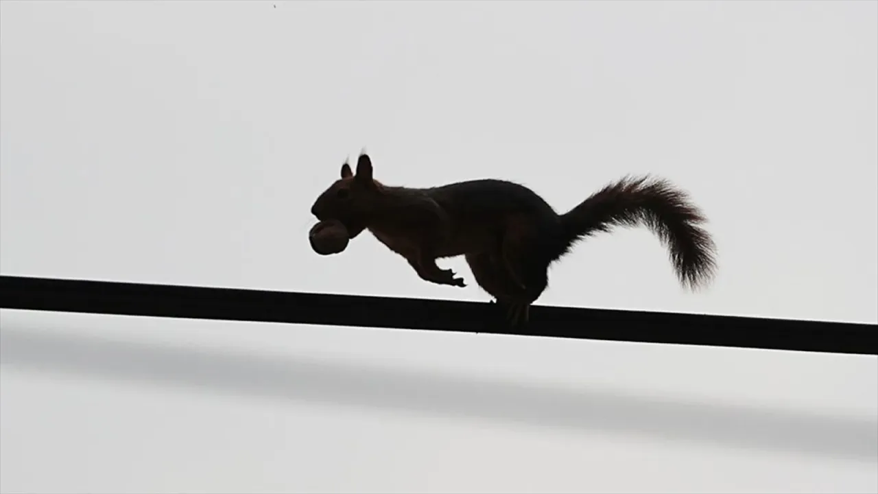 Samsun'un Alaçam ilçesinde sonbahar güzelliklerine sincaplar eşlik ediyor