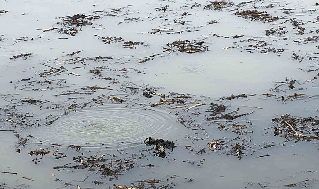 Sapanca Gölü'nden sonra bir korkutan görüntü de Efteni Gölü'nde oluştu