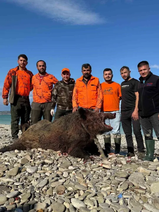 Sinop’ta avcılar 300 kiloluk domuz avladı