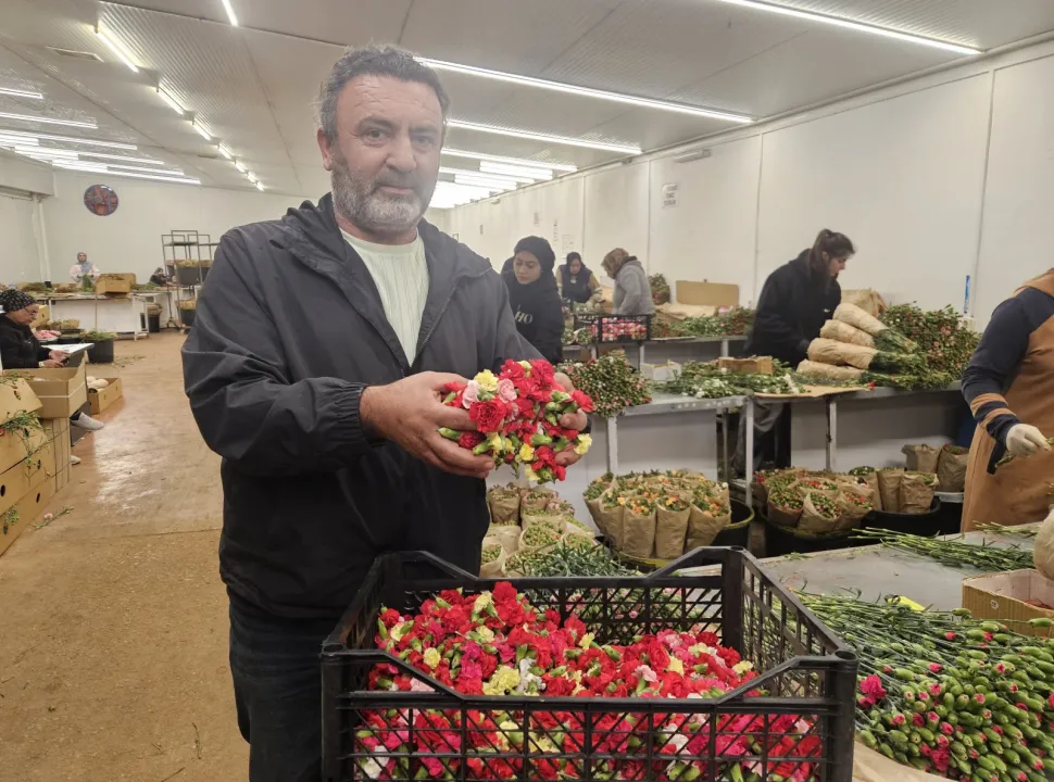 Sirtakide tabak kırmanın yerini alan Türk karanfilinden 3 milyon dolarlık gelir